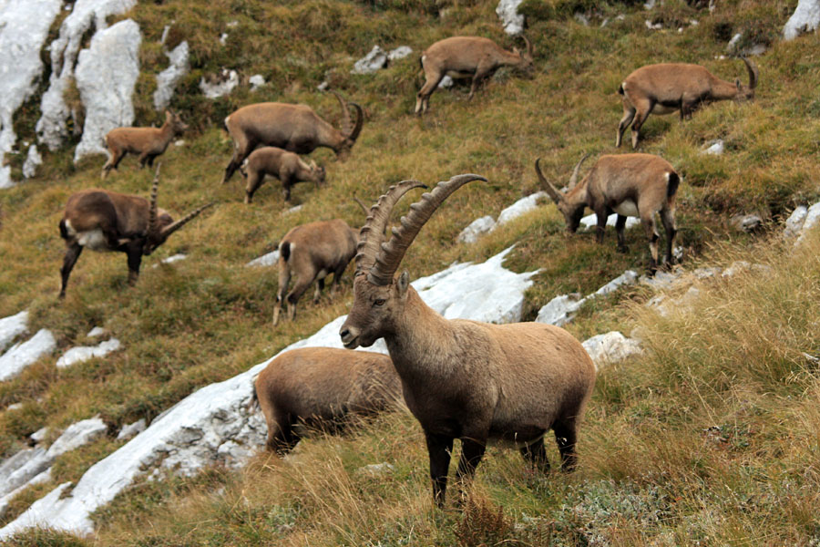 Trop pod Pihavcem
Trop kozorogov pod Pihavcem.

Ključne besede: kozorog capra ibex ibex