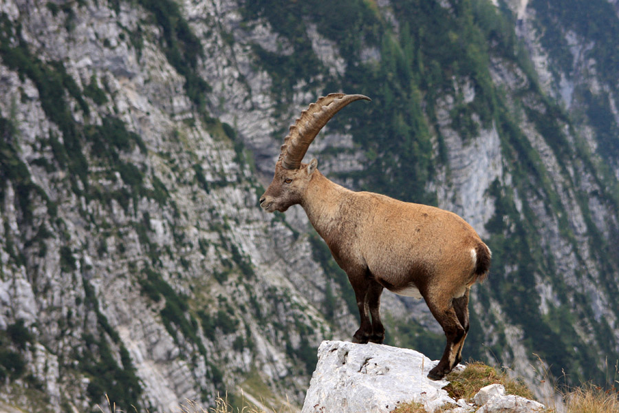 Nadzornik
Kozorog pod Pihavcem.
Ključne besede: kozorog capra ibex ibex