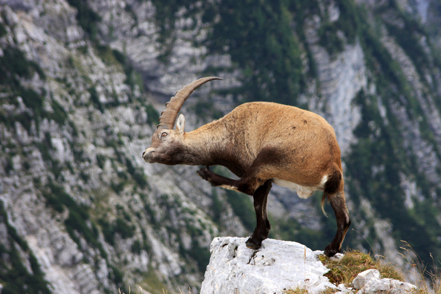Praskanje na skali
Ja, tudi to mora biti. Sicer pa se kozorogi nenehno praskajo z nogami in rogovi. Pod Pihavcem.
Ključne besede: kozorog capra ibex ibex