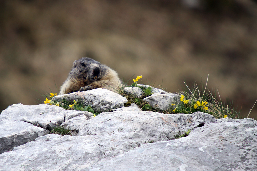 Počitek med avriklji
Takole uživajo alpski svizci ...
Ključne besede: alpski svizec marmota marmota