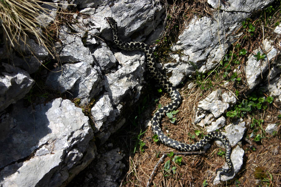 Gad
Tu je "zastavil" kar v skale. Nad planino Dedno polje proti dolini za Kopico.
Ključne besede: gad vipera berus