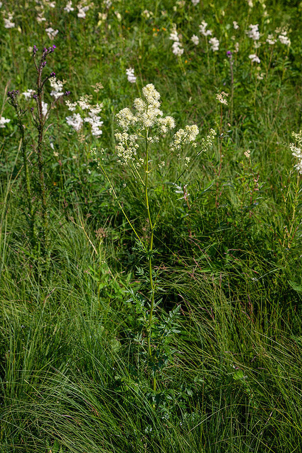Ozkolistni talin
Ozkolistni talin. Jelovica.
Keywords: ozkolistni talin thalictrum lucidum
