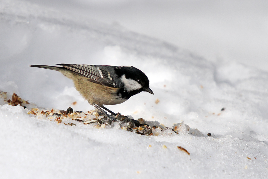 Menišček II.
Menišček pri hranjenju.
Ključne besede: menišček periparus ater