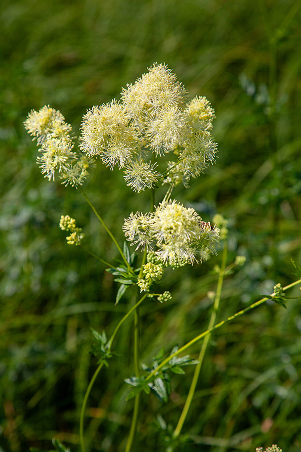 Ozkolistni talin
Ozkolistni talin. Jelovica.
Keywords: ozkolistni talin thalictrum lucidum