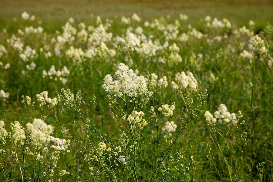 Ozkolistni talin
Na Barjih Jelovice ga je res veliko.
Ključne besede: ozkolistni talin thalictrum lucidum