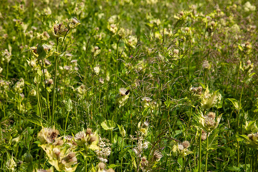 Mehki osat
Mehki osat.
Keywords: mehki osat cirsium oleraceum