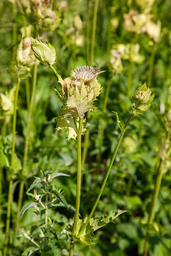 Mehki osat
Mehki osat. Jelovica.
Ključne besede: mehki osat cirsium oleraceum