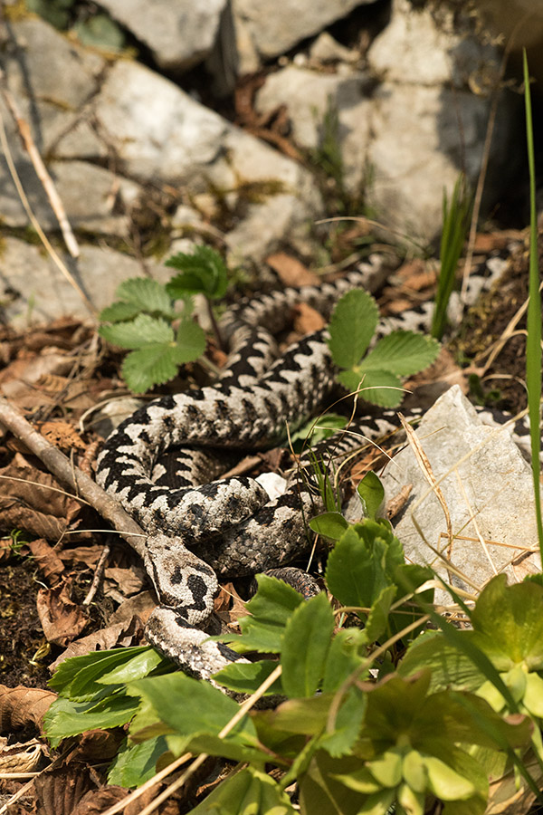 Modrasi
Modrasi pri perjenju.
Ključne besede: modras vipera ammodytes