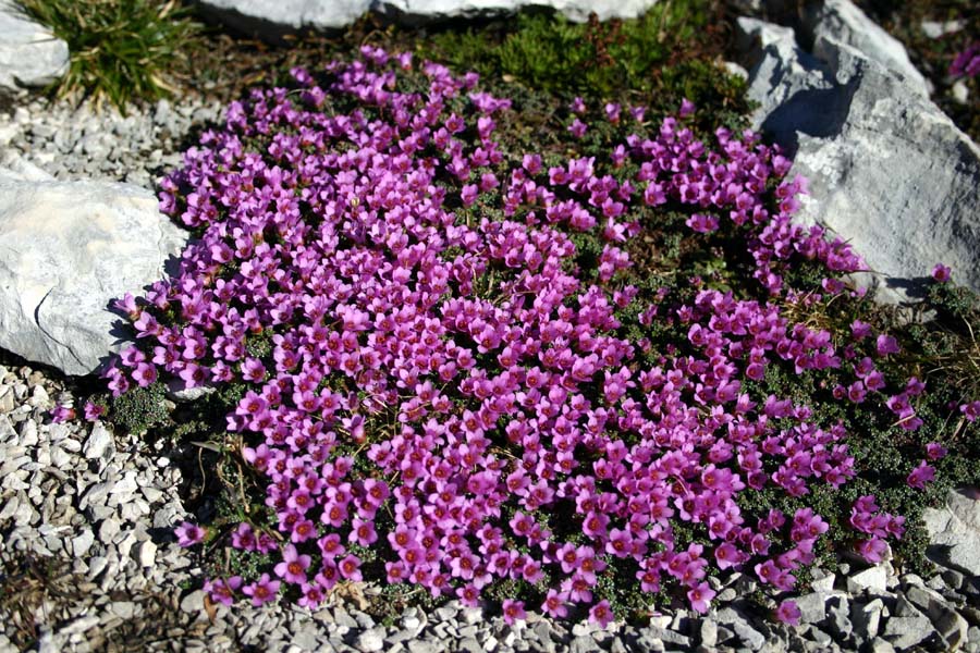 Nasprotnolistni kamnokreč
Nasprotnolistni kamnokreč (Saxifraga oppositifolia). Med Veliko Mojstrovko in Travnikom.
Ključne besede: nasprotnolistni kamnokreč saxifraga oppositifolia