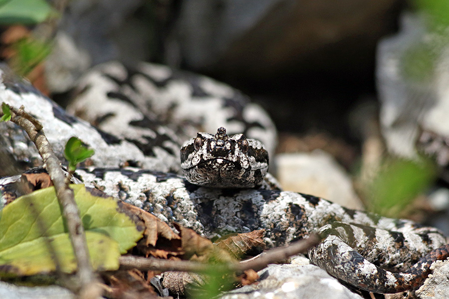 Modras
Toplo vreme je že prebudilo modrase.
Ključne besede: modras vipera ammodytes