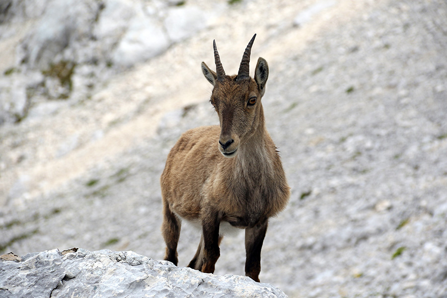Kozoroginja
Kozoroginja na vznožju Špika nad Nosom.
Ključne besede: kozorog capra ibex ibex