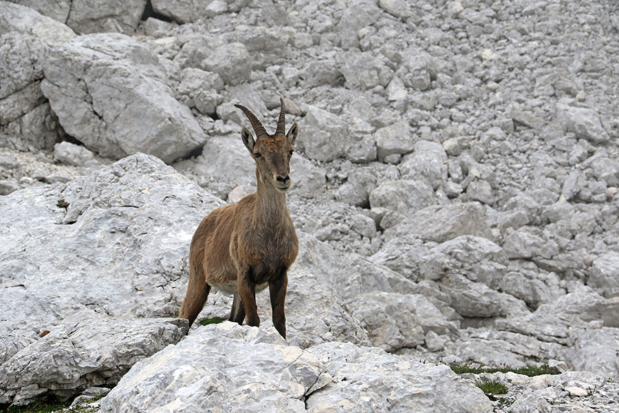 Kozoroginja
Ena od neštetih kozoroginj na  Ceria Merlone.
Ključne besede: kozorog capra ibex ibex