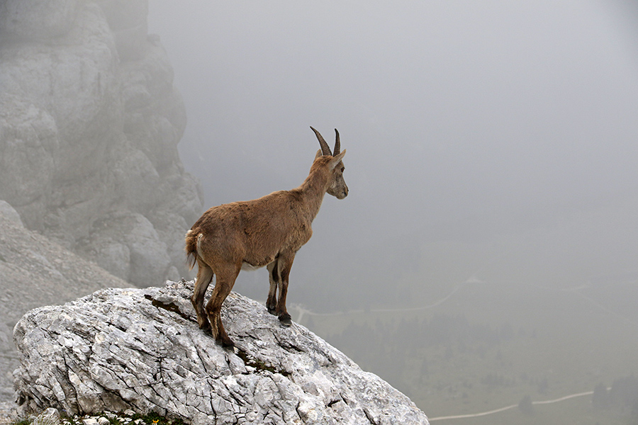 Kozoroginja
Kozoroginja. Skozi megle se vidi planina Pecol.
Ključne besede: kozorog capra ibex ibex
