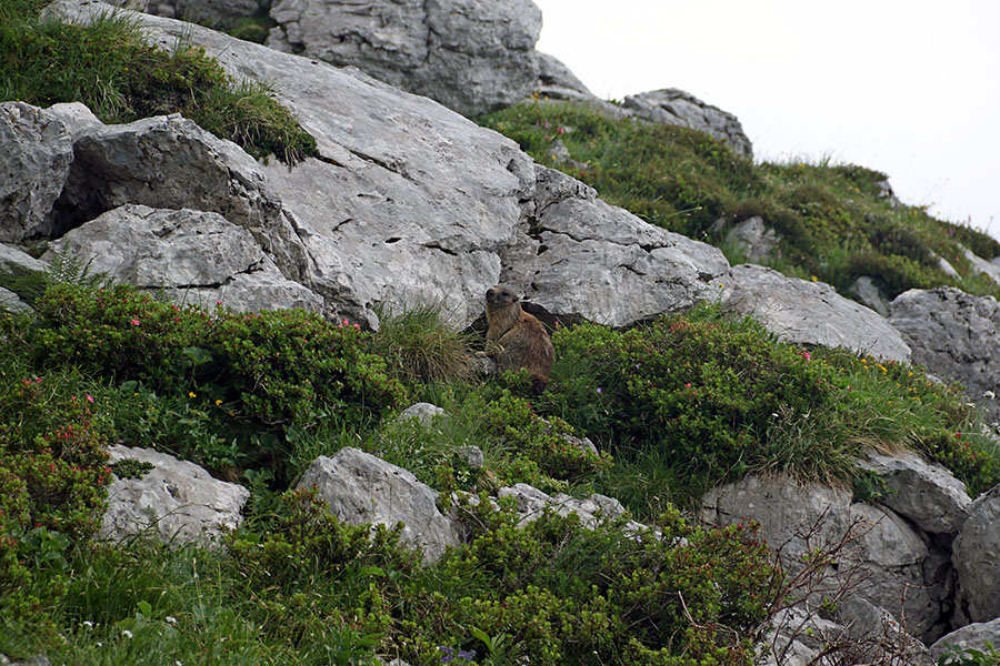 Svizec
Svizec na planini Pecol.
Ključne besede: svizec marmota caligata