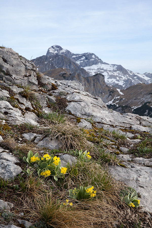 Na Ograde
Avrikelj na robu Ogradiov in Triglav.
Ključne besede: ogradi triglav