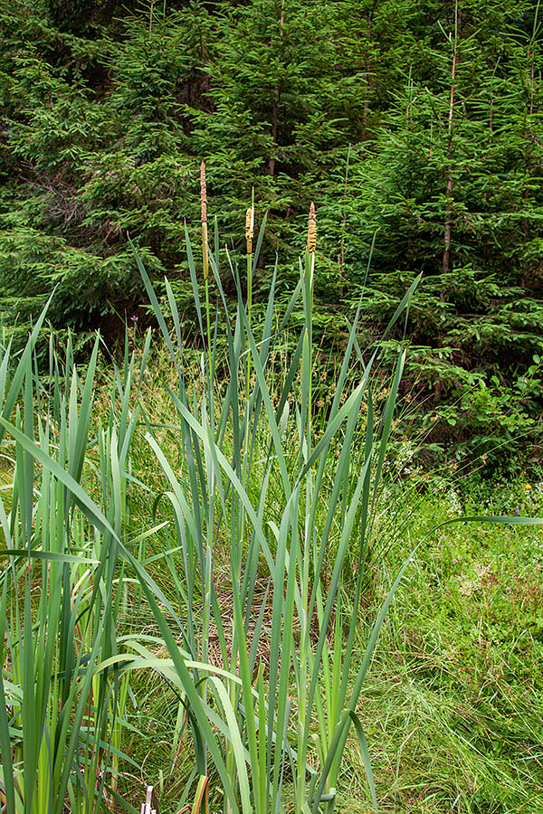 Schuttleworthov rogoz
Schuttleworthov rogoz. Barje na Jelovici.
Ključne besede: schuttleworthov rogoztTypha schuttleworthi