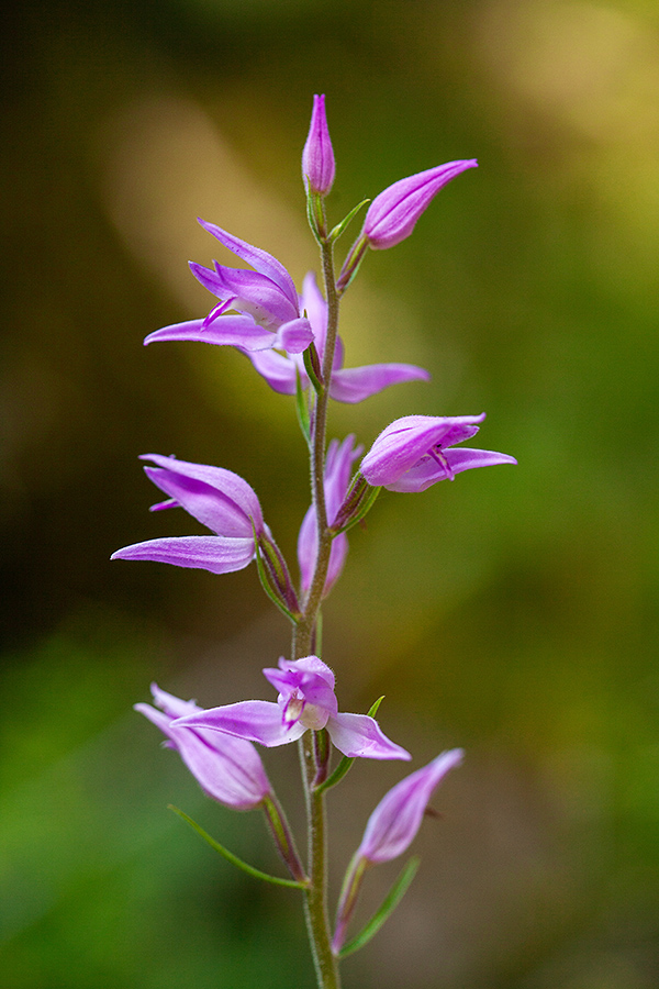 Rdeča naglavka
Rdeča naglavka na Jelovici.
Ključne besede: rdeča naglavka cephalanthera rubra