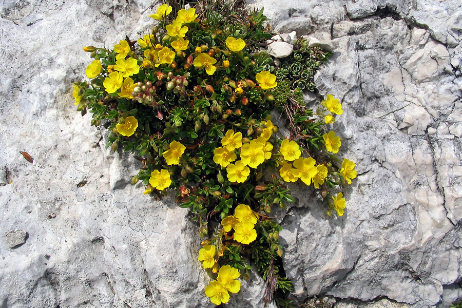 Planinski popon
Planinski popon (Helianthemum alpestre) ali planinsko sončece. Kanin - Prestreljenik.
Ključne besede: Planinski popon helianthemum alpestre