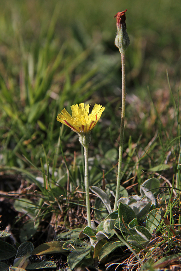 Dolgodlakava škržolica
Dolgodlakava škržolica ali kosmatica ob Bohinjskem jezeru.
Ključne besede: dolgodlakava škržolica hieracium pilosella