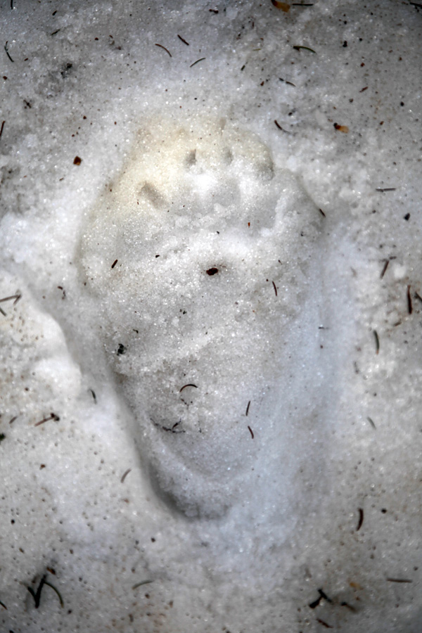 Medvedova sled
Sveža sled medveda.
Ključne besede: medved rsus arctos sled