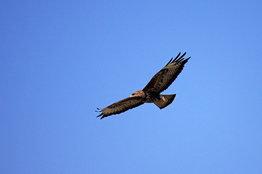 Še ena kanja
Kanja nad našo vasjo.
Ključne besede: kanja buteo buteo