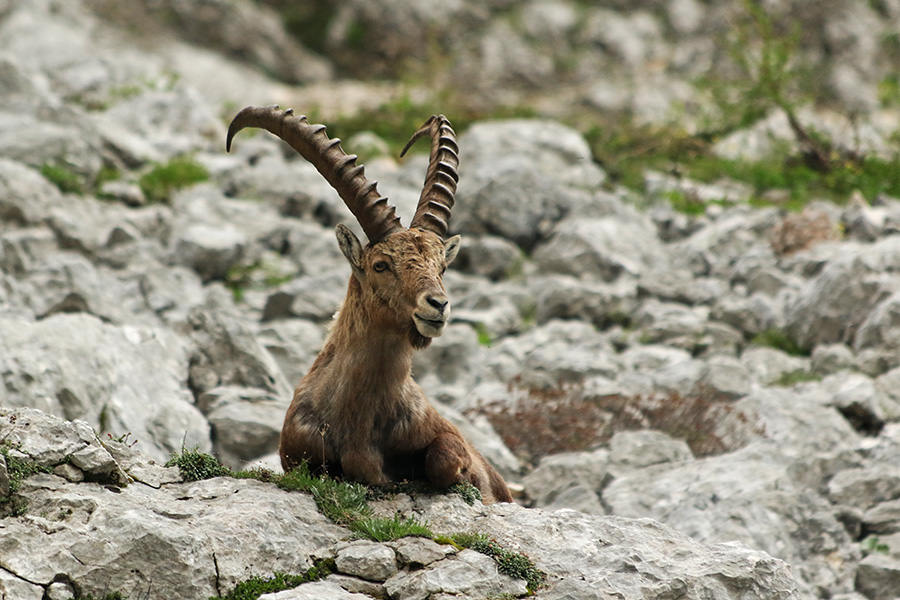 Kozorog
Nekateri so se igre že naveličali.
Ključne besede: kozorog capra ibex ibex