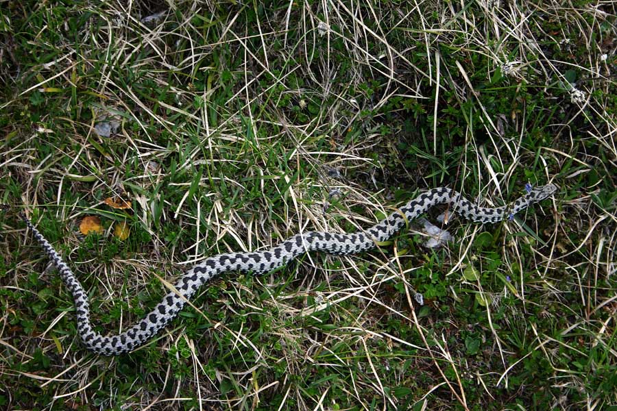 Gad
Gad (vipera berus)  na planini Pecol.
Keywords: gad vipera berus