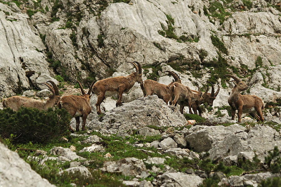 Kozorogi
Kozorogi.
Ključne besede: kozorog capra ibex ibex