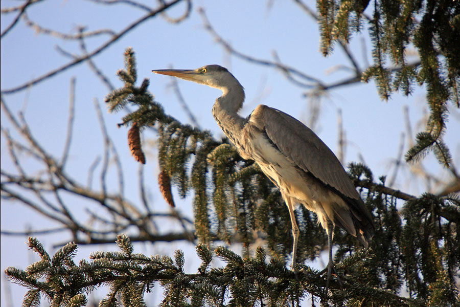 Stražar ob Savi
Siva čaplja (Ardea cinerea) budno spremlja vsak premik ob reki Savi.
Ključne besede: siva čaplja ardea cinerea