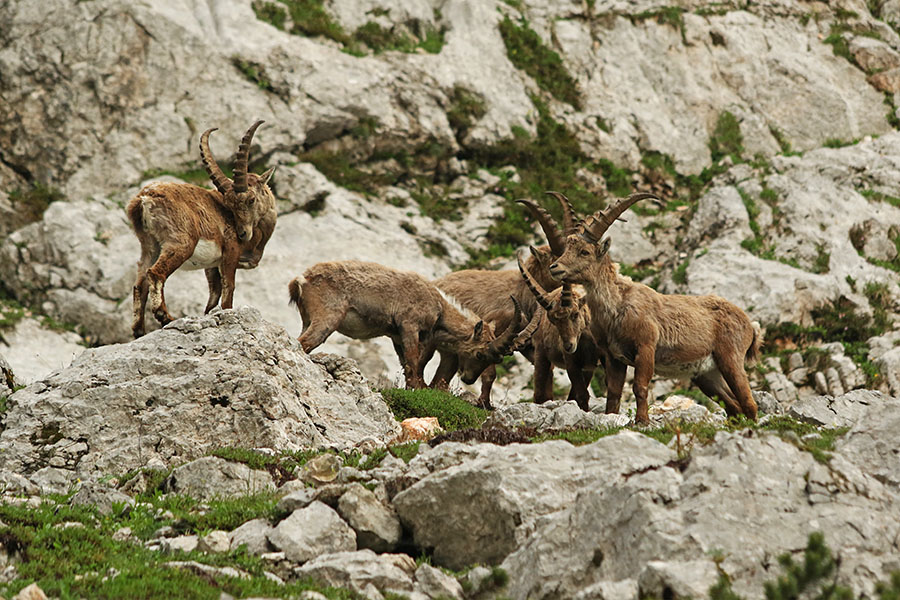 Kozorogi
Kozorogi.
Ključne besede: kozorog capra ibex ibex