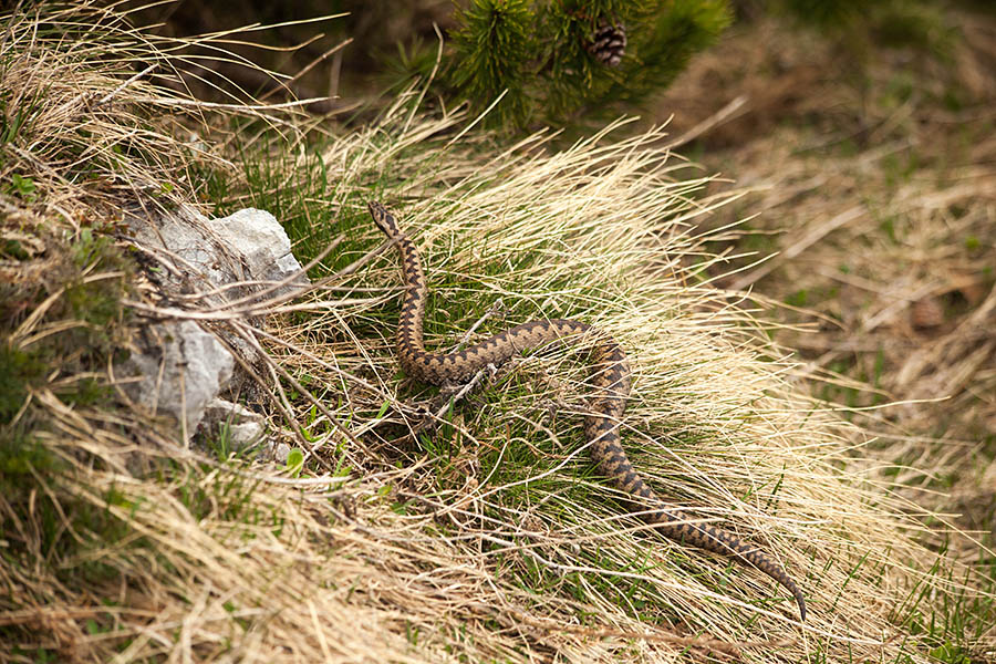 Gad
Ta se je hitro skril pod ruševje.
Ključne besede: gad vipera berus