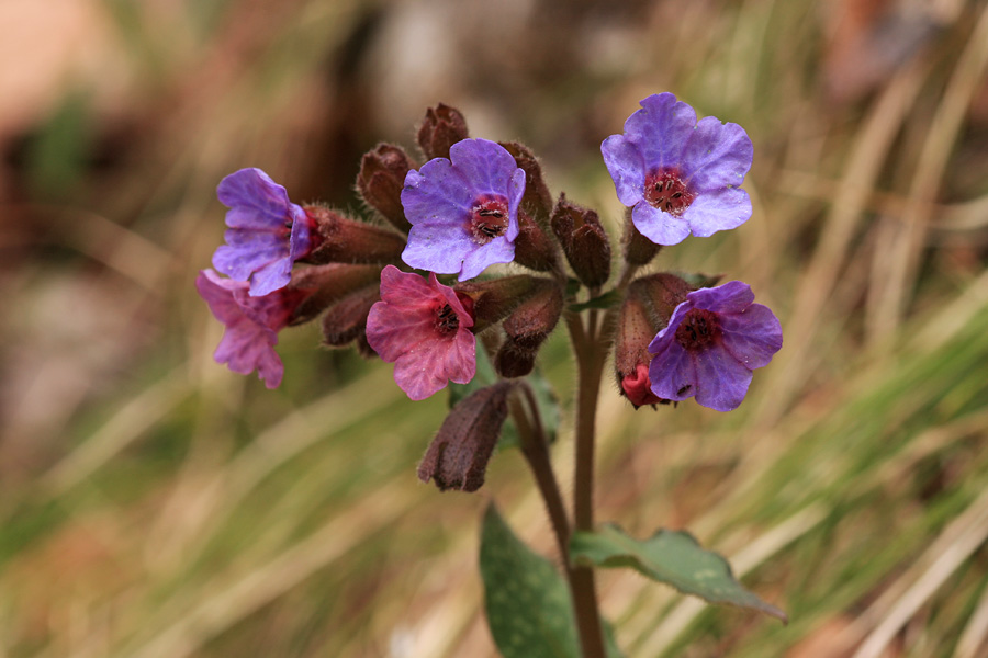 Navadni pljučnik
Navadni pljučnik v Soteski.
Ključne besede: navadni pljučnik pulmonaria officinalis
