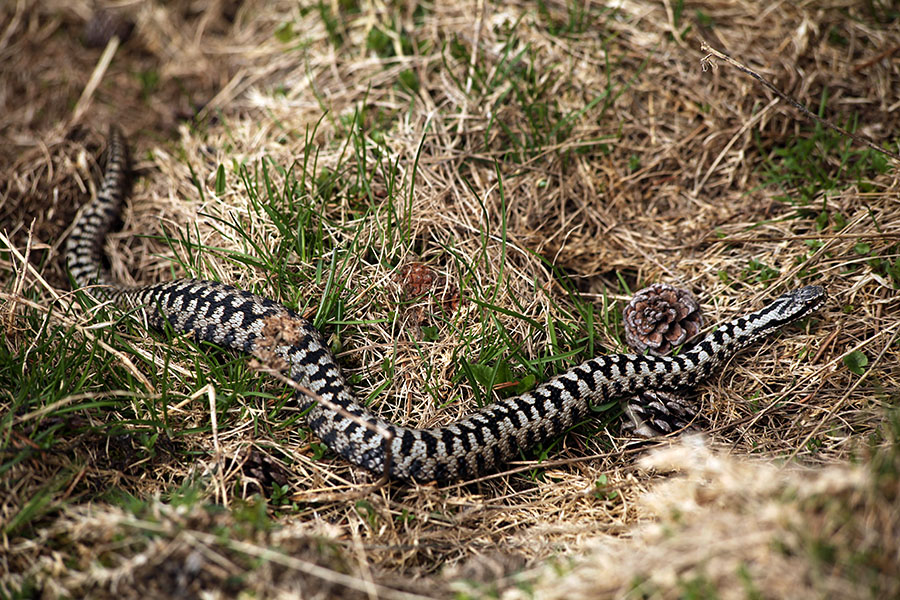 Gad
Tudi sivi so bili. Pot na Ograde.
Ključne besede: gad vipera berus
