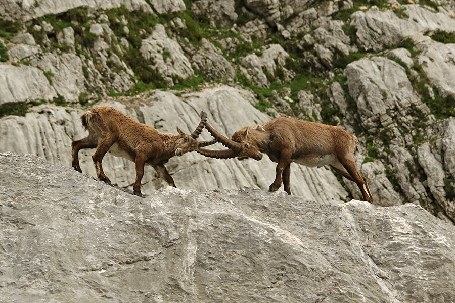 Igra kozorogov
Igra kozorogov.
Ključne besede: kozorog capra ibex ibex