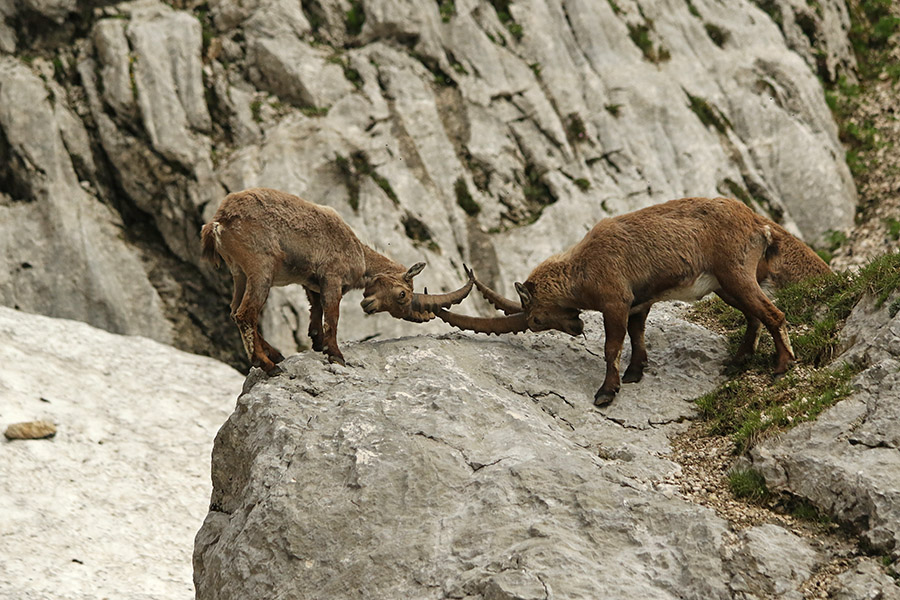 Kozoroga
Igra mladih kozorogov.
Ključne besede: kozorog capra ibex ibex