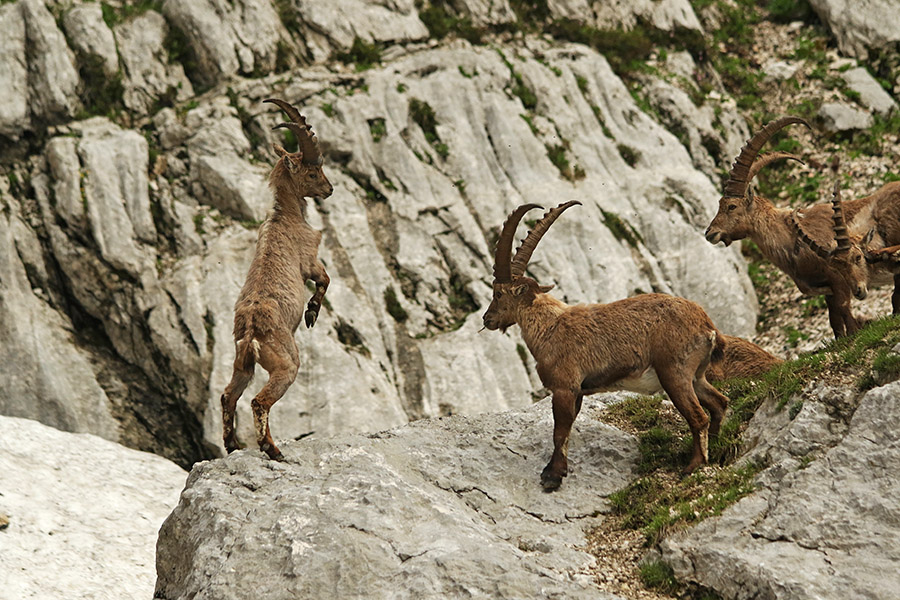 Kozorogi
Postavljanje mladega kozoroga.
Ključne besede: kozorog capra ibex ibex