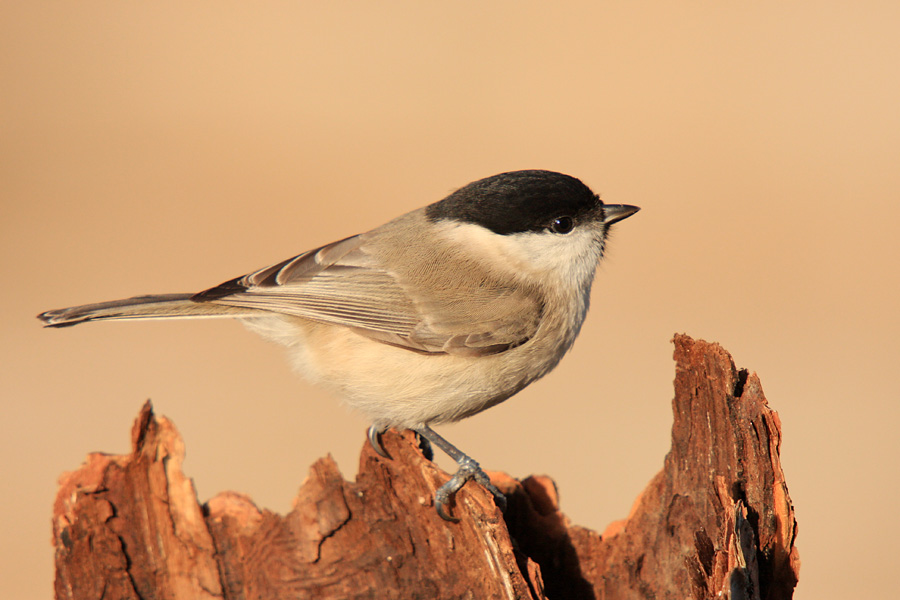 Močvirska sinica
Močvirska sinica (Parus palustris) z značilnim črnim pokrivalom.
Ključne besede: močvirska sinica parus palustris