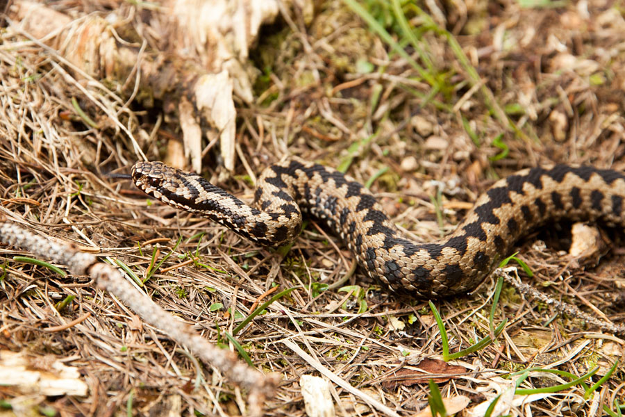 Gad
Gad.
Ključne besede: gad vipera berus