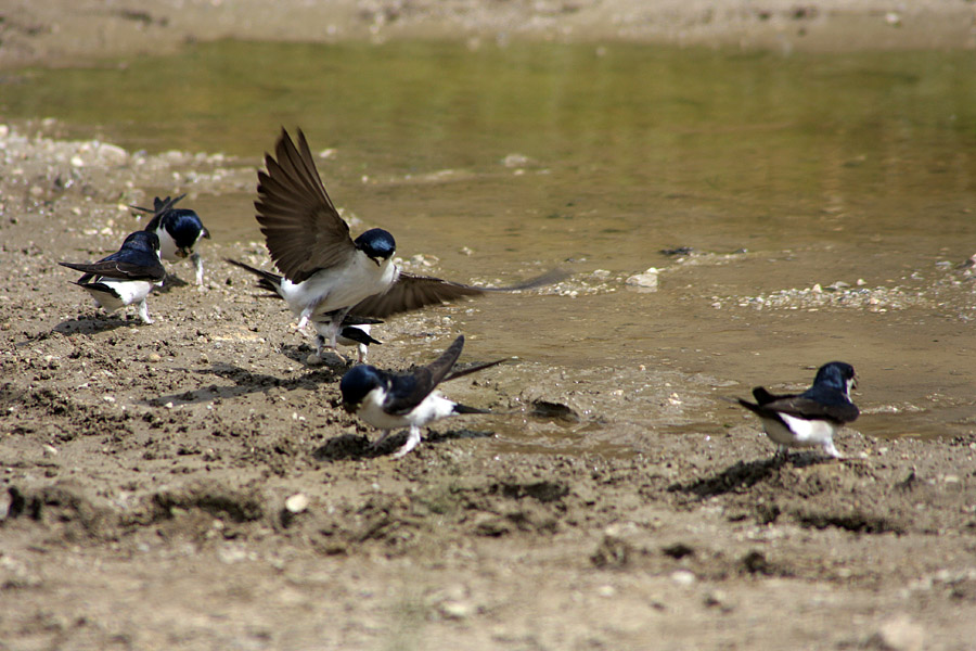 Pri delu II.
Mestne lastovke (Delichon urbica) pri nabiranju blata za zidavo gnezd.
Ključne besede: mestna lastovka delichon urbica