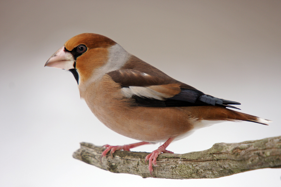 Dlesk
Dlesk na našem vrtu.
Ključne besede: dlesk coccothraustes coccothraustes