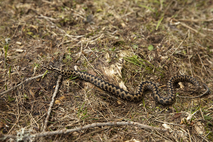 Gad
Zaradi oblačnega vremena in s tem nižjih temperatur ni bil prav hiter.
Ključne besede: gad vipera berus