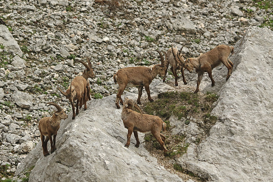Kozorogi
Kozorogi.
Ključne besede: kozorog capra ibex ibex