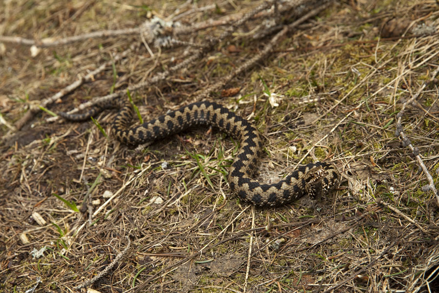 Gad
Tudi na današnji poti na Ograde ni šlo brez kač. Videli smo štiri lepe primerke.
Ključne besede: gad vipera berus