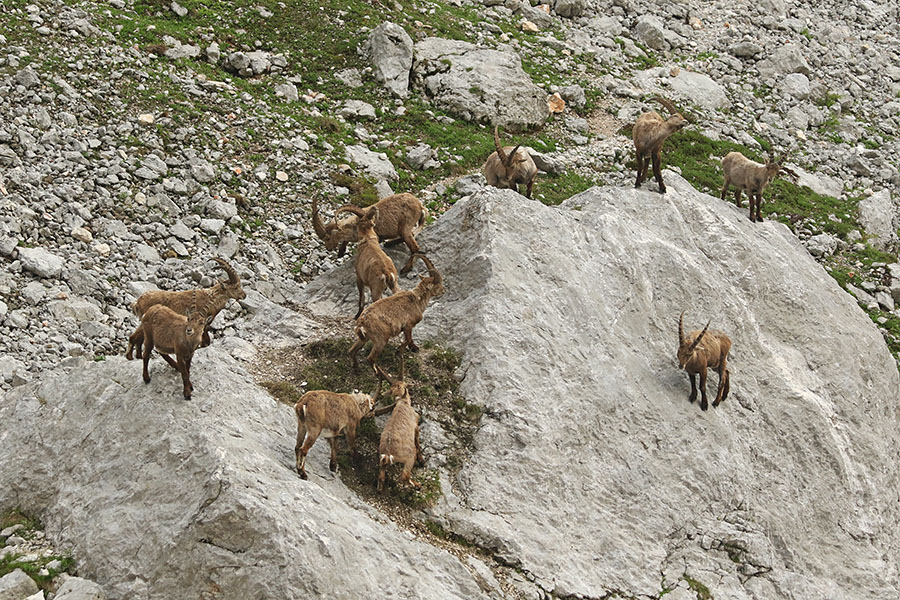 Kozorogi
Kozorogi.
Ključne besede: kozorog capra ibex ibex