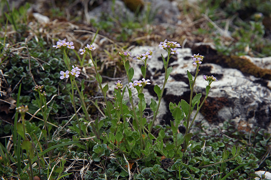 Obirski penušnjek
Prvi obirski penušnjeki. Planina Laz.
Ključne besede: obirski penušnjek cardaminopsis ovirensis