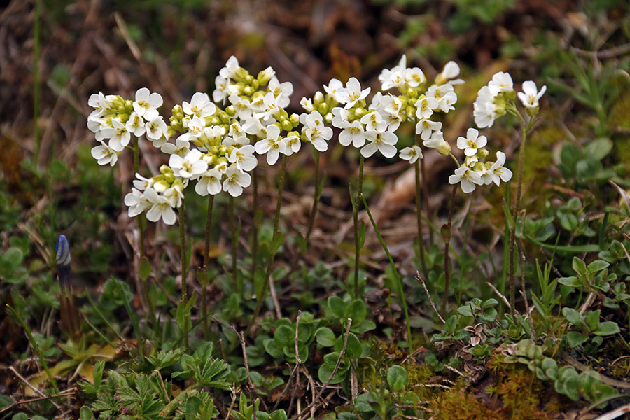 Bohinjski repnjak
Bohinjski repnjak na Poljani.
Ključne besede: bohinjski repnjak arabis vochinensis