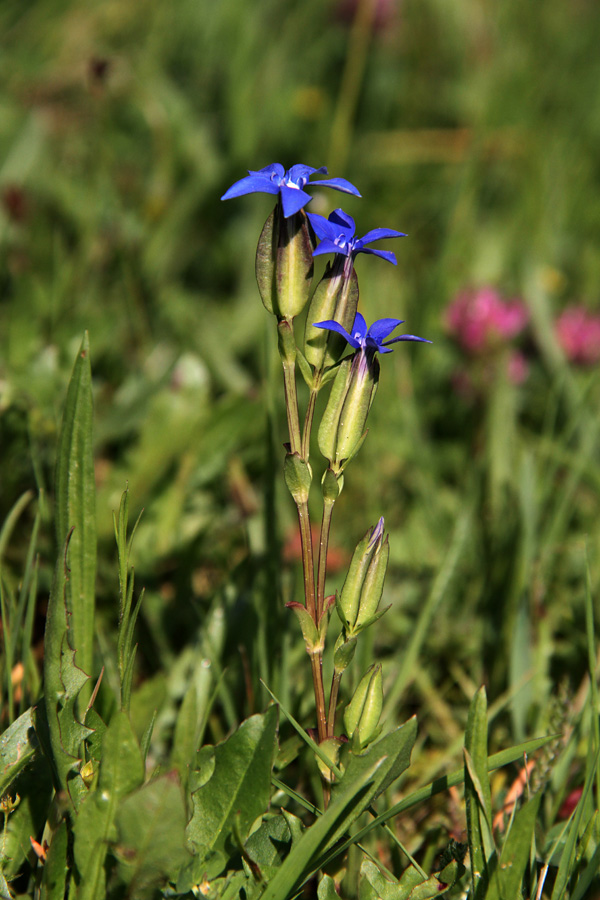 Trebušasti svišč
Trebušasti svišč na redkih travnikih Pokljuke.
Ključne besede: trebušasti svišč gentiana utriculosa
