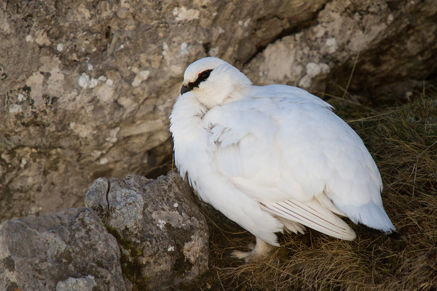 Belka
Po umivanju.
Ključne besede: belka koconoge kure lagopus mutus