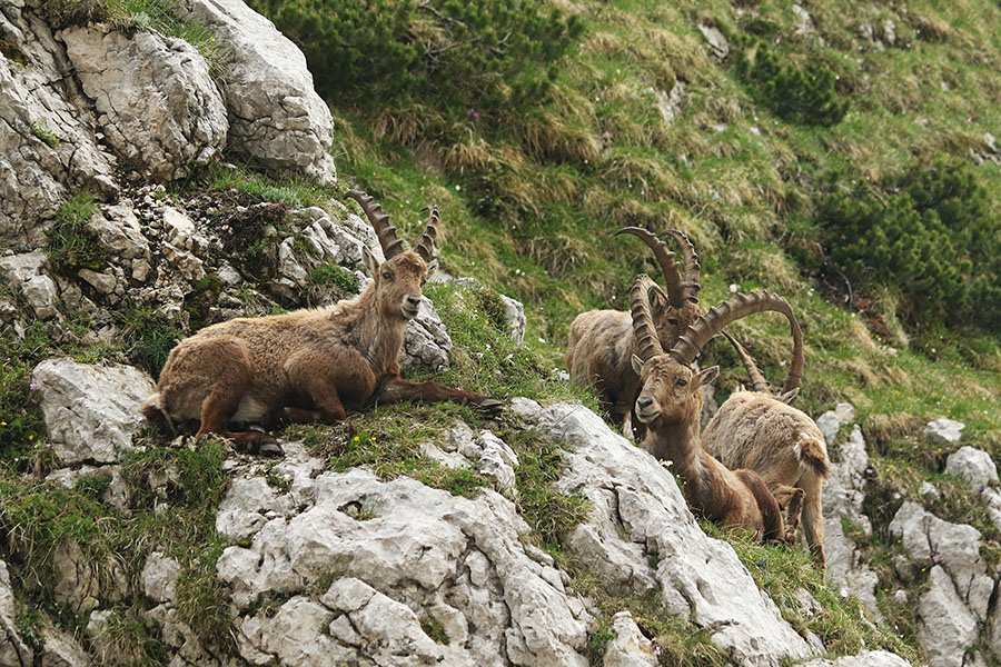 Kozorogi
Kozorogi.
Ključne besede: kozorog capra ibex ibex
