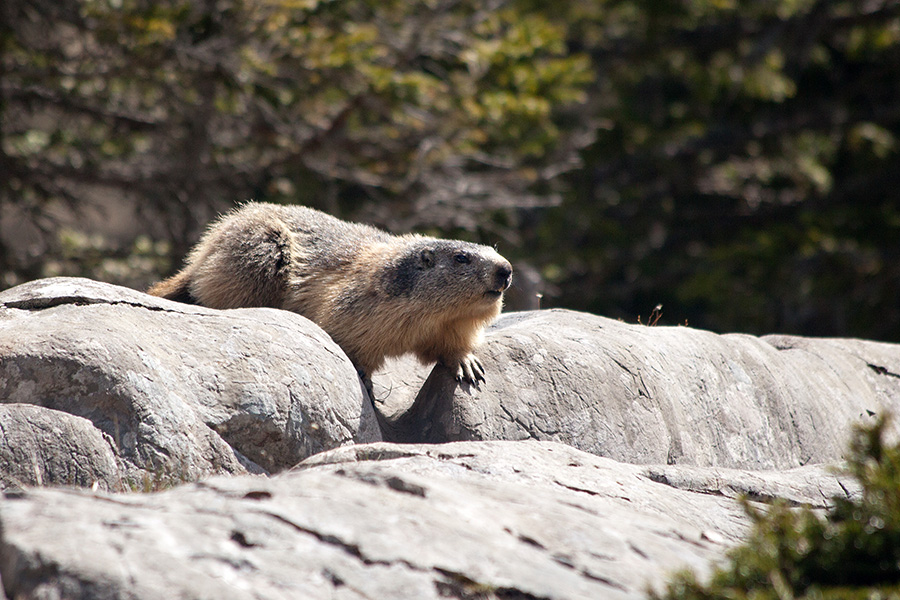 Svizec
Svizec.
Ključne besede: svizec marmota caligata
